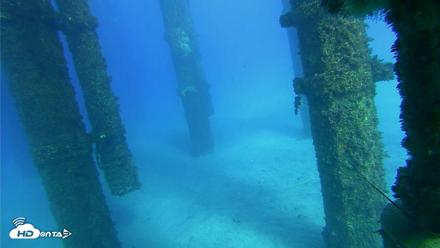 Scripps Pier Underwater Live Webcam - Oct 18, 2026, 4:09pm PDT