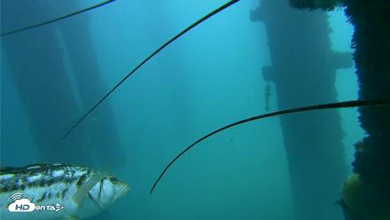 Scripps Pier Underwater Live Webcam - Oct 8, 2026, 12:40pm PDT