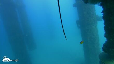 Scripps Pier Underwater Live Webcam - Oct 21, 2026, 3:52pm PDT