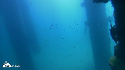 Scripps Pier Underwater Live Webcam - Sep 21, 2026, 11:30am PDT
