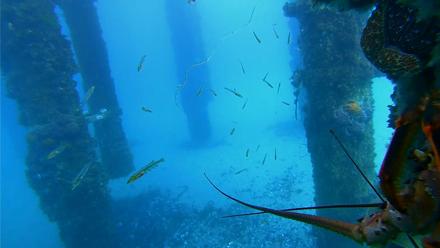 Scripps Pier Underwater Live Webcam - Jan 28, 2026, 3:04pm PST