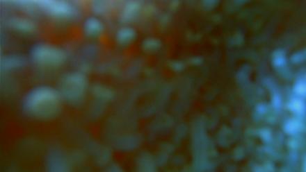 Scripps Pier Underwater Live Webcam - Nov 30, 2025, 12:48pm PST