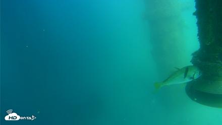 Scripps Pier Underwater Live Webcam - Jul 14, 2026, 3:34pm PDT