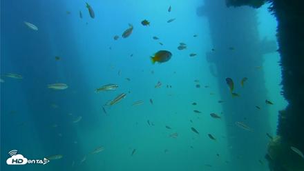Scripps Pier Underwater Live Webcam - Sep 22, 2026, 1:09pm PDT