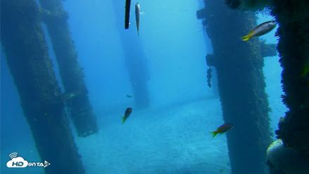 Scripps Pier Underwater Live Webcam - Oct 19, 2026, 12:28pm PDT