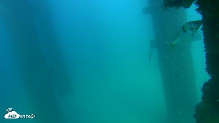 Scripps Pier Underwater Live Webcam - Sep 17, 2026, 3:52pm PDT