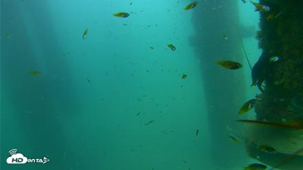 Scripps Pier Underwater Live Webcam - Aug 13, 2026, 3:34pm PDT