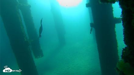 Scripps Pier Underwater Live Webcam - Oct 7, 2026, 8:37am PDT
