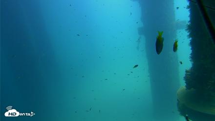 Scripps Pier Underwater Live Webcam - Aug 21, 2026, 1:12pm PDT