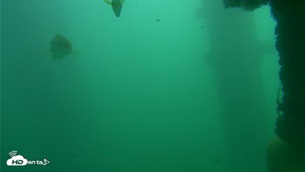 Scripps Pier Underwater Live Webcam - Oct 23, 2026, 1:03pm PDT