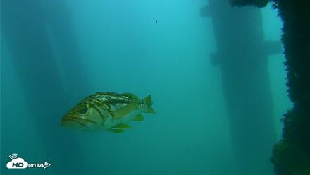 Scripps Pier Underwater Live Webcam - Sep 23, 2026, 2:15pm PDT