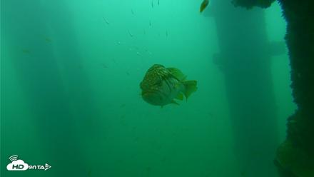 Scripps Pier Underwater Live Webcam - Sep 24, 2026, 8:53am PDT