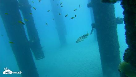 Scripps Pier Underwater Live Webcam - Oct 7, 2026, 12:58pm PDT