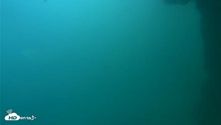 Scripps Pier Underwater Live Webcam - Oct 11, 2026, 2:28pm PDT
