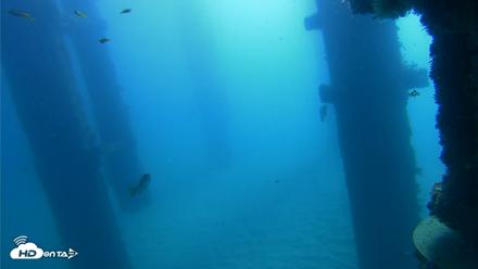Scripps Pier Underwater Live Webcam - Oct 21, 2026, 10:04am PDT