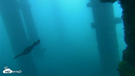 Scripps Pier Underwater Live Webcam - Oct 1, 2026, 8:27am PDT