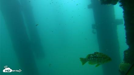 Scripps Pier Underwater Live Webcam - Sep 18, 2026, 10:15am PDT