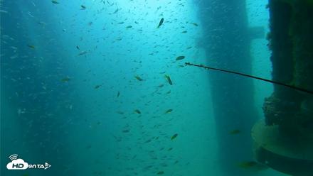 Scripps Pier Underwater Live Webcam - Aug 10, 2026, 10:10am PDT