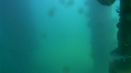 Scripps Pier Underwater Live Webcam - Oct 7, 2025, 1:42pm PDT