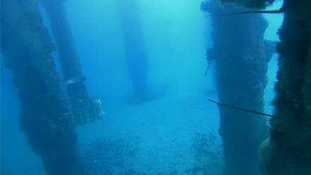Scripps Pier Underwater Live Webcam - Jan 2, 2026, 10:23am PST