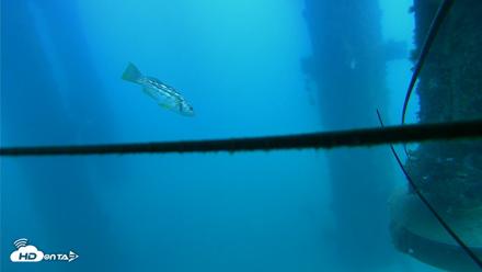 Scripps Pier Underwater Live Webcam - Aug 10, 2026, 6:01pm PDT