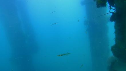 Scripps Pier Underwater Live Webcam - Mar 25, 2026, 4:43pm PDT