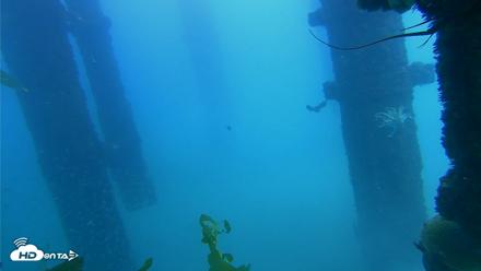 Scripps Pier Underwater Live Webcam - Oct 7, 2026, 2:05pm PDT