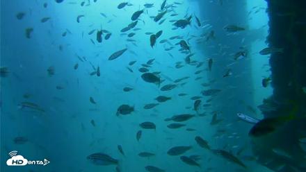 Scripps Pier Underwater Live Webcam - Aug 27, 2026, 10:33am PDT