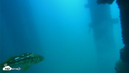 Scripps Pier Underwater Live Webcam - Sep 15, 2026, 11:54am PDT
