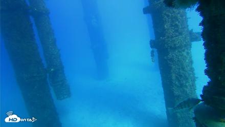 Scripps Pier Underwater Live Webcam - Oct 19, 2026, 3:54pm PDT