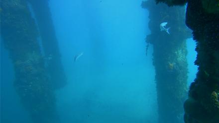Scripps Pier Underwater Live Webcam - Feb 9, 2026, 1:42pm PST