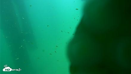 Scripps Pier Underwater Live Webcam - Aug 14, 2026, 2:35pm PDT