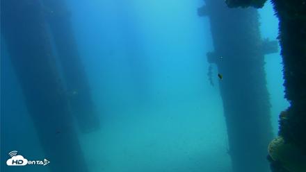 Scripps Pier Underwater Live Webcam - Sep 20, 2026, 12:34pm PDT