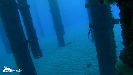 Scripps Pier Underwater Live Webcam - Oct 18, 2026, 7:08am PDT