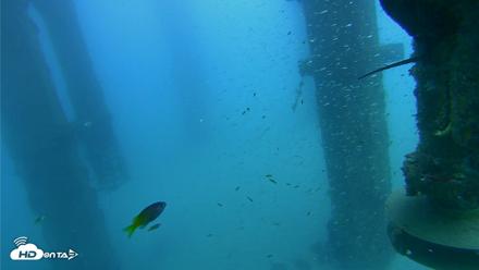 Scripps Pier Underwater Live Webcam - Aug 5, 2026, 3:14pm PDT