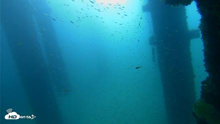 Scripps Pier Underwater Live Webcam - Sep 25, 2026, 9:01am PDT