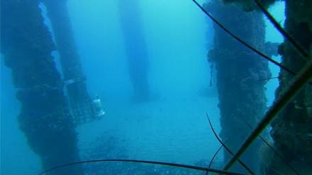 Scripps Pier Underwater Live Webcam - Dec 24, 2025, 9:04am PST