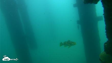 Scripps Pier Underwater Live Webcam - Sep 18, 2026, 10:16am PDT
