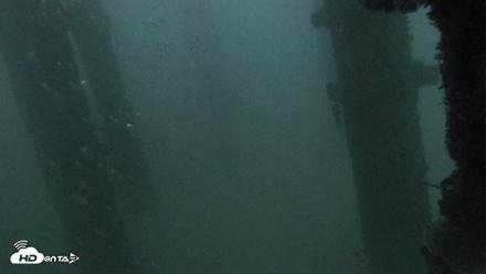 Scripps Pier Underwater Live Webcam - Oct 6, 2026, 6:44pm PDT