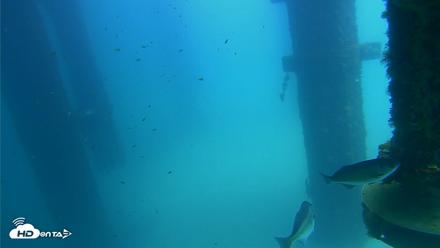 Scripps Pier Underwater Live Webcam - Aug 24, 2026, 1:15pm PDT