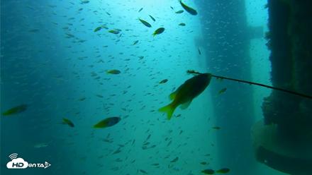 Scripps Pier Underwater Live Webcam - Aug 10, 2026, 10:22am PDT