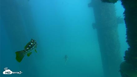 Scripps Pier Underwater Live Webcam - Oct 13, 2026, 2:54pm PDT