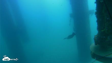 Scripps Pier Underwater Live Webcam - Aug 13, 2026, 12:07pm PDT