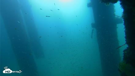 Scripps Pier Underwater Live Webcam - Sep 25, 2026, 9:22am PDT