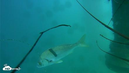 Scripps Pier Underwater Live Webcam - Jul 28, 2026, 3:43pm PDT