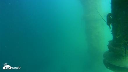 Scripps Pier Underwater Live Webcam - Jul 15, 2026, 3:40pm PDT