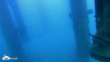 Scripps Pier Underwater Live Webcam - Jul 30, 2026, 6:50pm PDT