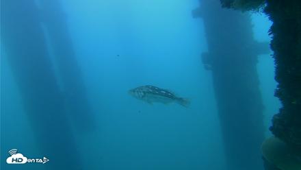 Scripps Pier Underwater Live Webcam - Oct 23, 2026, 2:34pm PDT