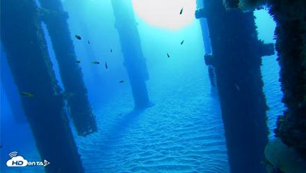 Scripps Pier Underwater Live Webcam - Oct 18, 2026, 8:00am PDT