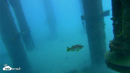 Scripps Pier Underwater Live Webcam - Jul 30, 2026, 7:34am PDT